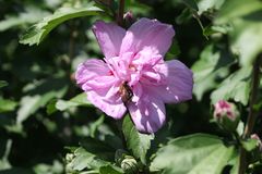 Hibiskus