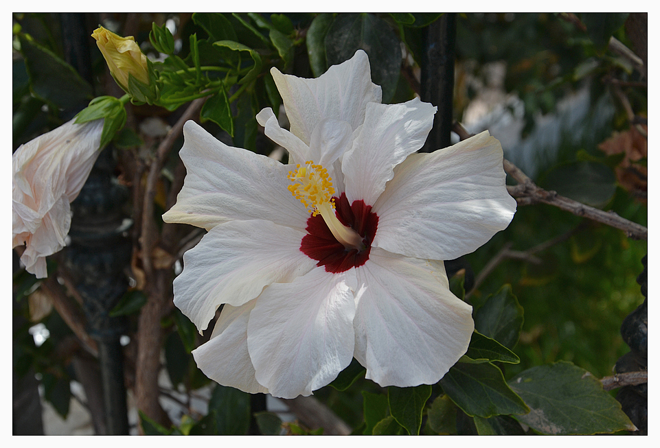 Hibiskus