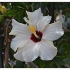 Hibiskus