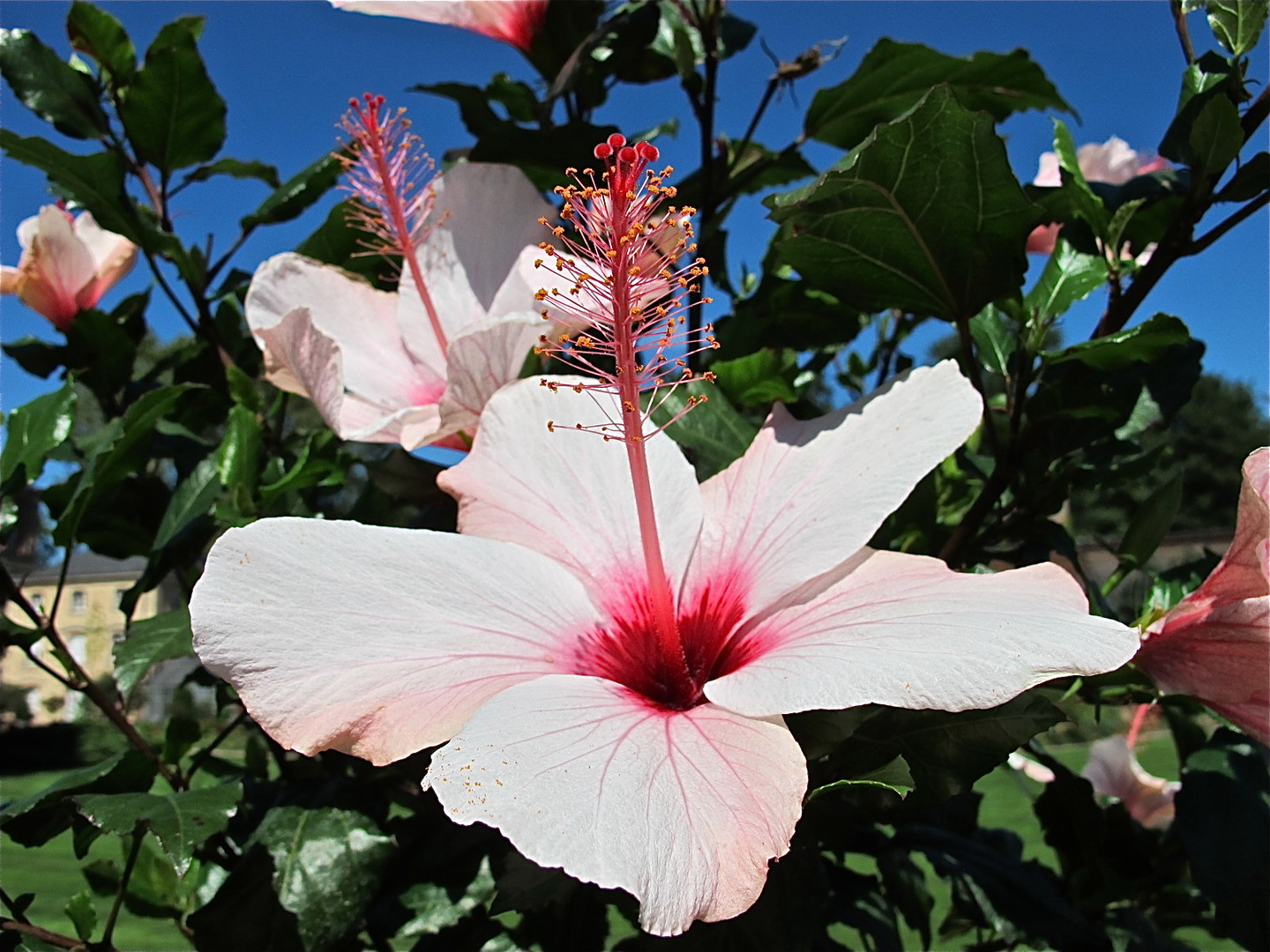 Hibiskus