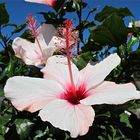 Hibiskus