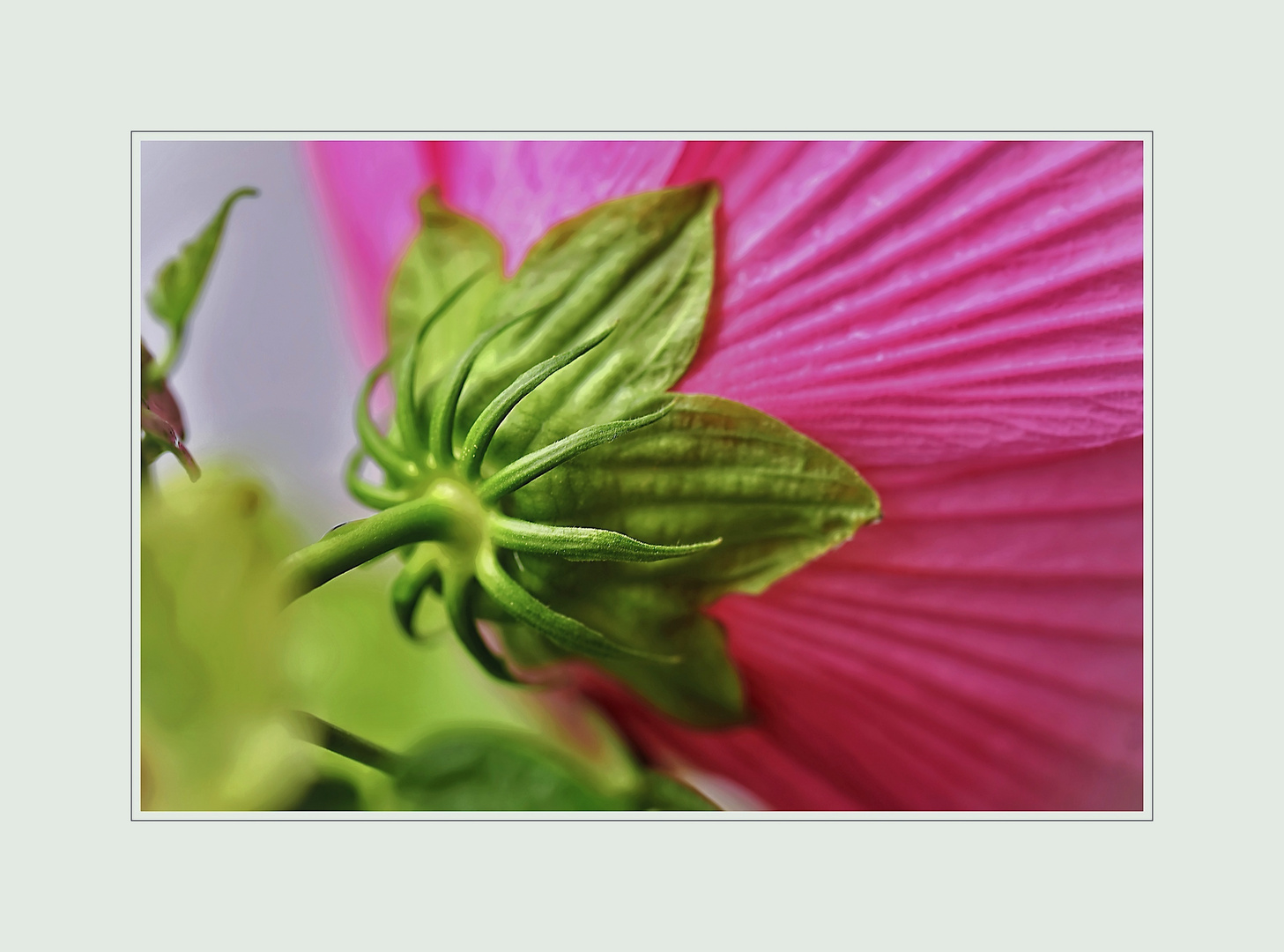 Hibiskus