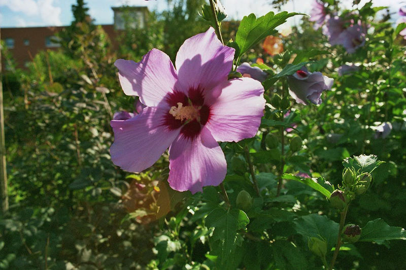 Hibiskus