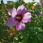 Hibiskus