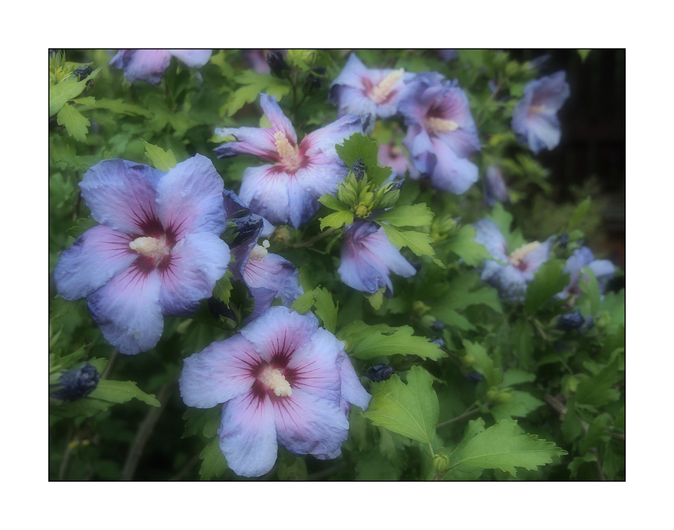 Hibiskus