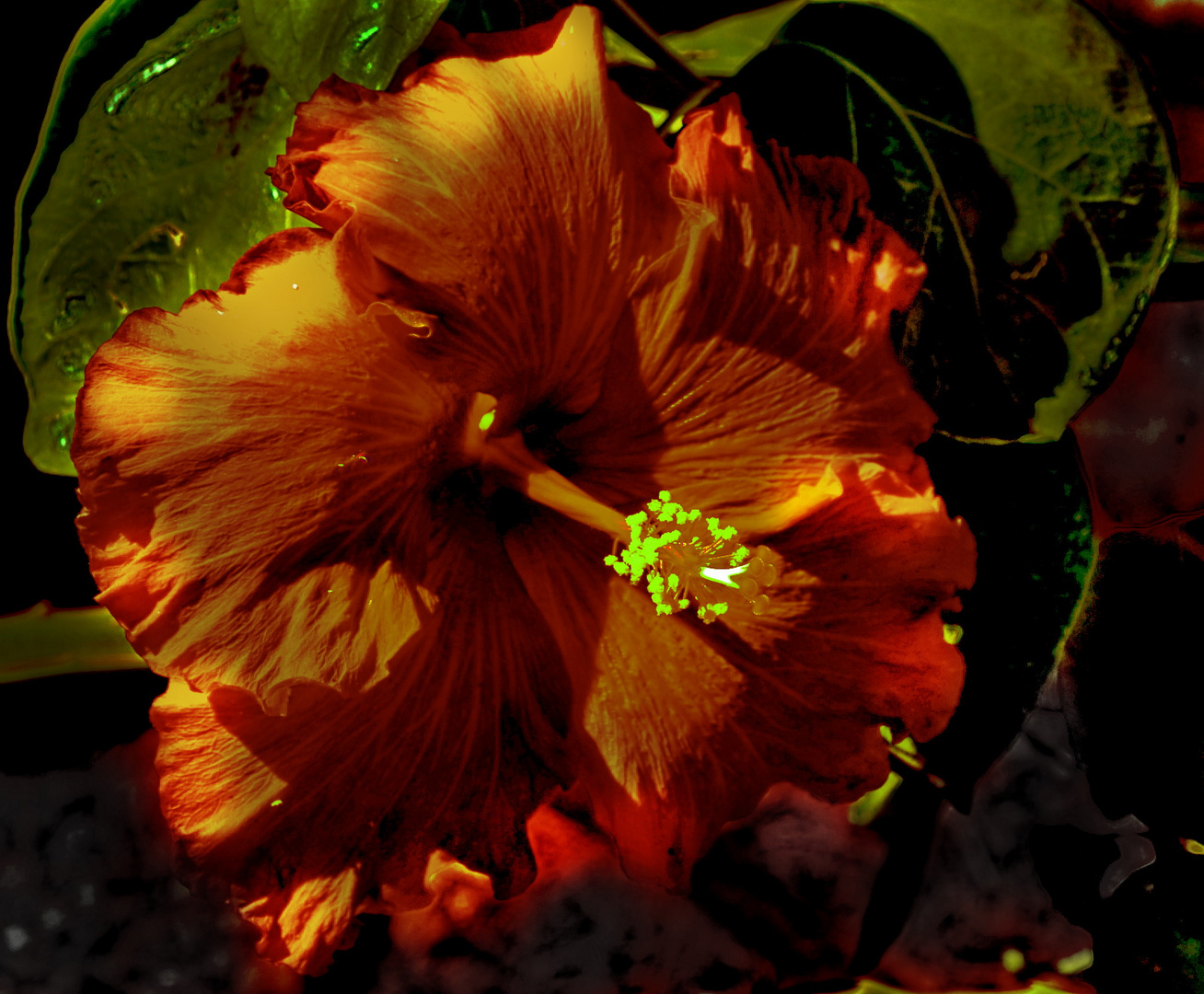 Hibiskus