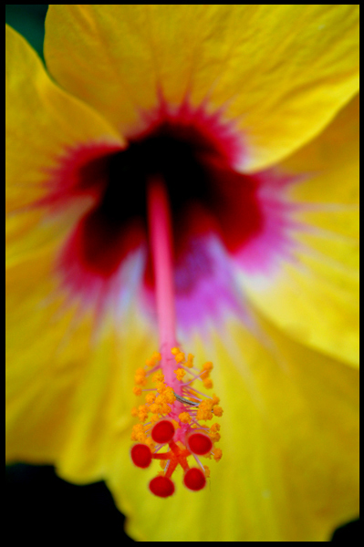 Hibiskus