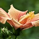 Hibiskus