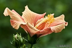 Hibiskus