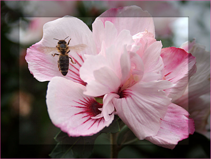 Hibiskus-Besuch...