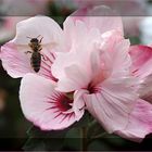 Hibiskus-Besuch...