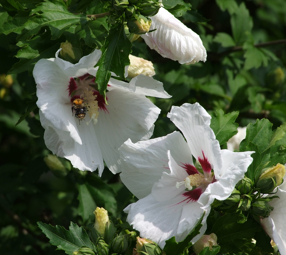 Hibiskus. Besuch vom Schwerlast-Transporter