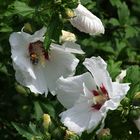 Hibiskus. Besuch vom Schwerlast-Transporter