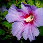 Hibiskus blau