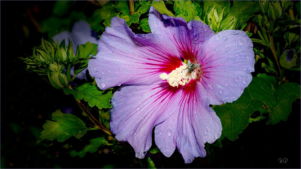 Hibiskus blau