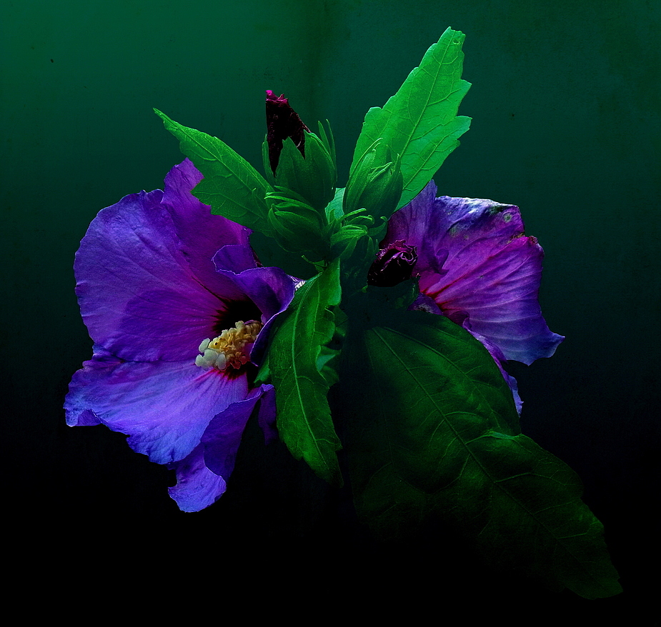 Hibiskus blau