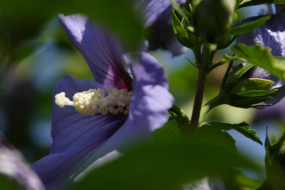 Hibiskus, blau