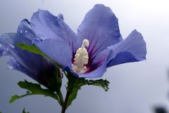 Hibiskus - blaublütig