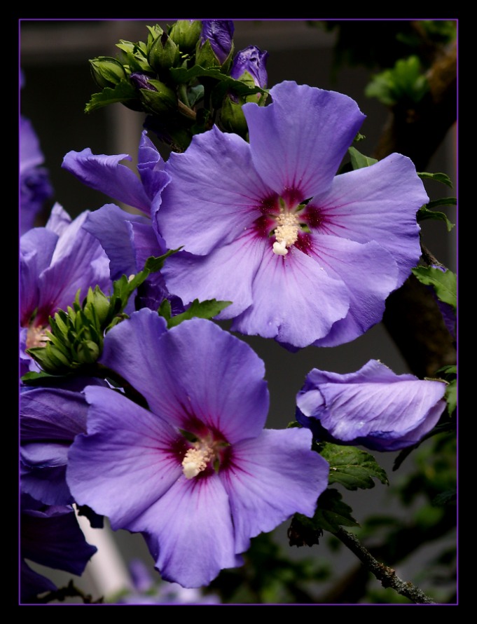 Hibiskus Blue Bird