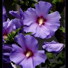 Hibiskus Blue Bird