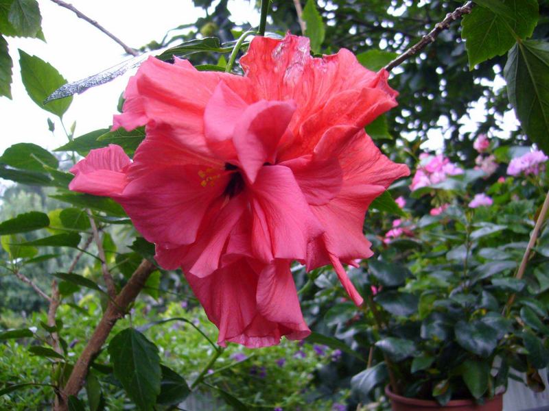 Hibiskus blüht ganz auf meinem Balkon