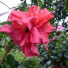 Hibiskus blüht ganz auf meinem Balkon