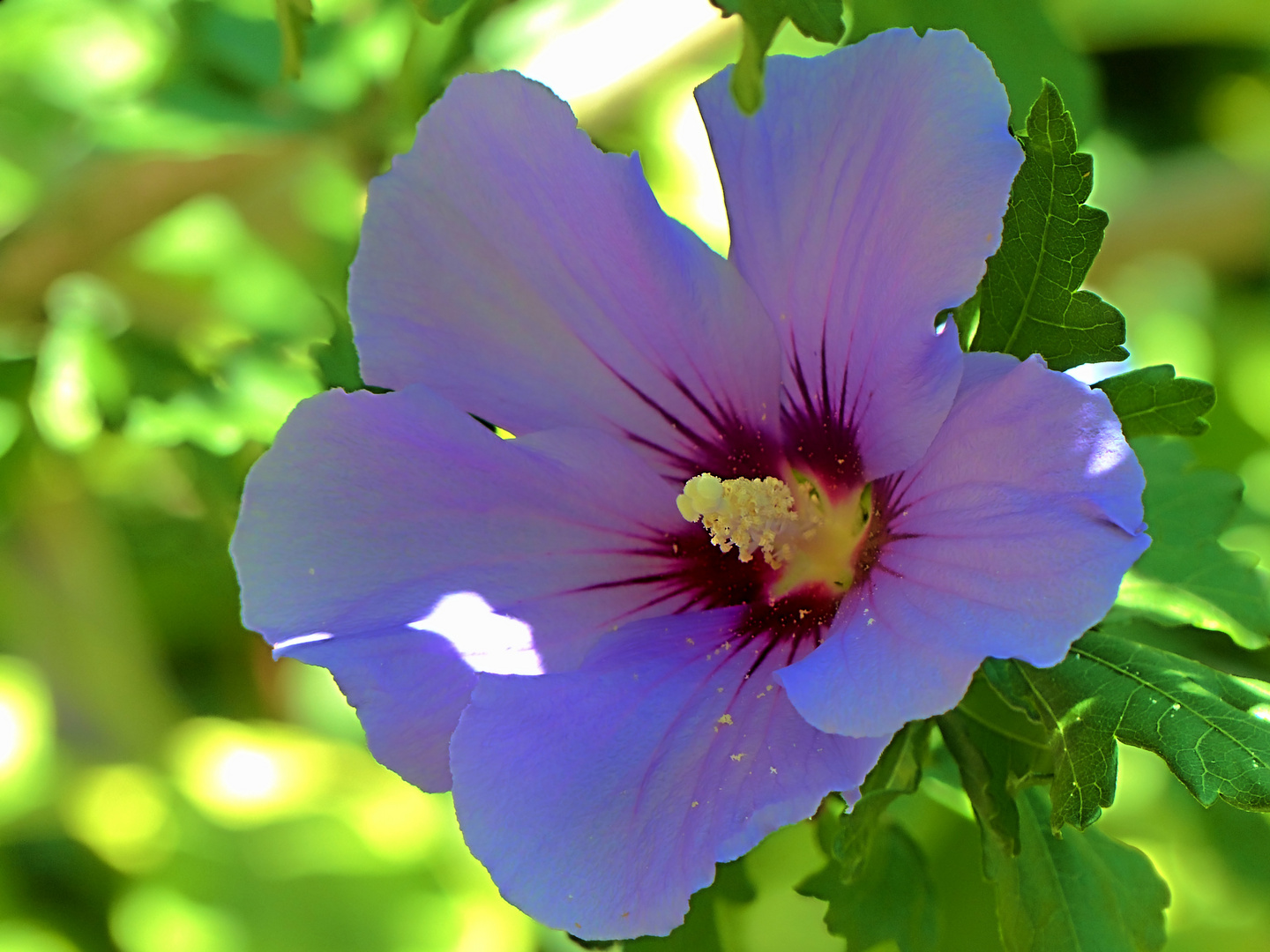 Hibiskus-Blüte