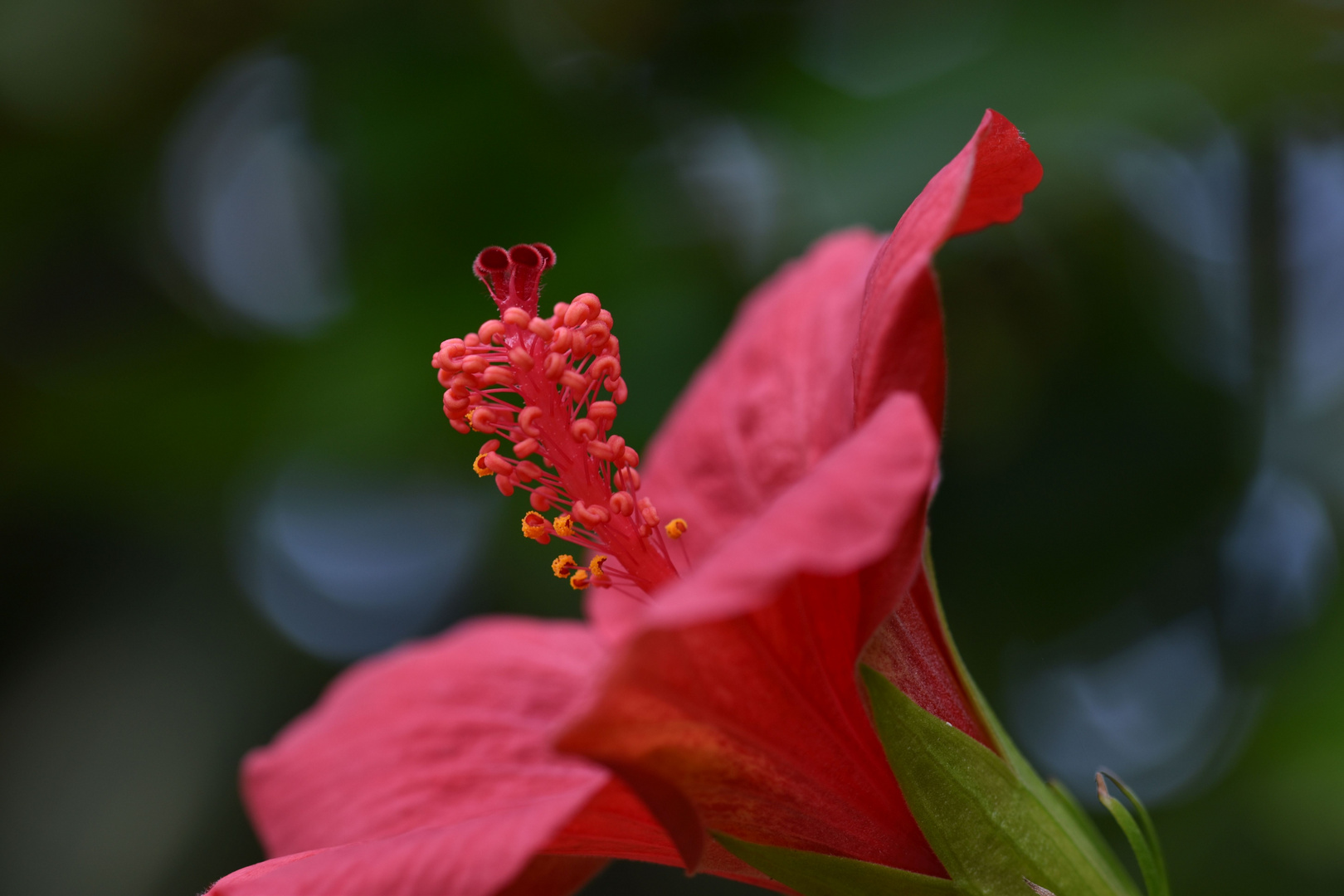 Hibiskus-Blüte. 