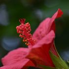 Hibiskus-Blüte. 