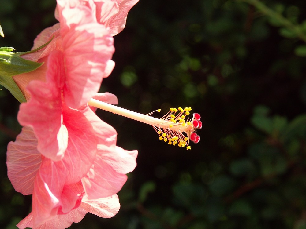 Hibiskus-Blüte 1