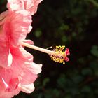 Hibiskus-Blüte 1