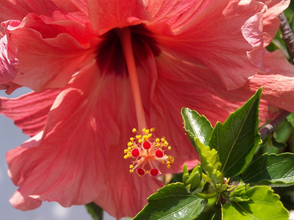 Hibiskus-Blüte 2