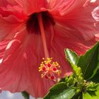 Hibiskus-Blüte 2