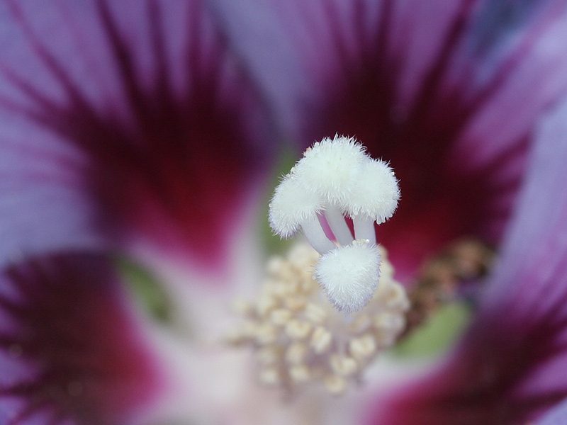 Hibiskus-Blüte