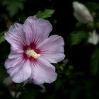 Hibiskus-Blüte