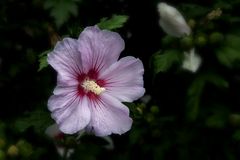 Hibiskus-Blüte