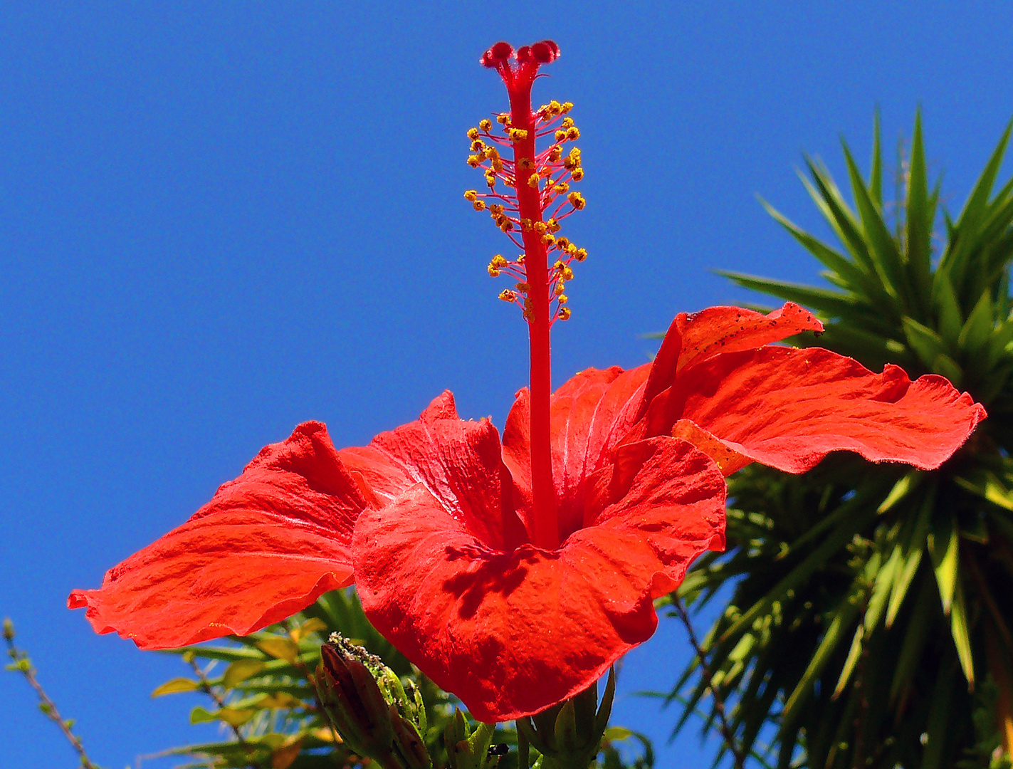 Hibiskus-Blüte