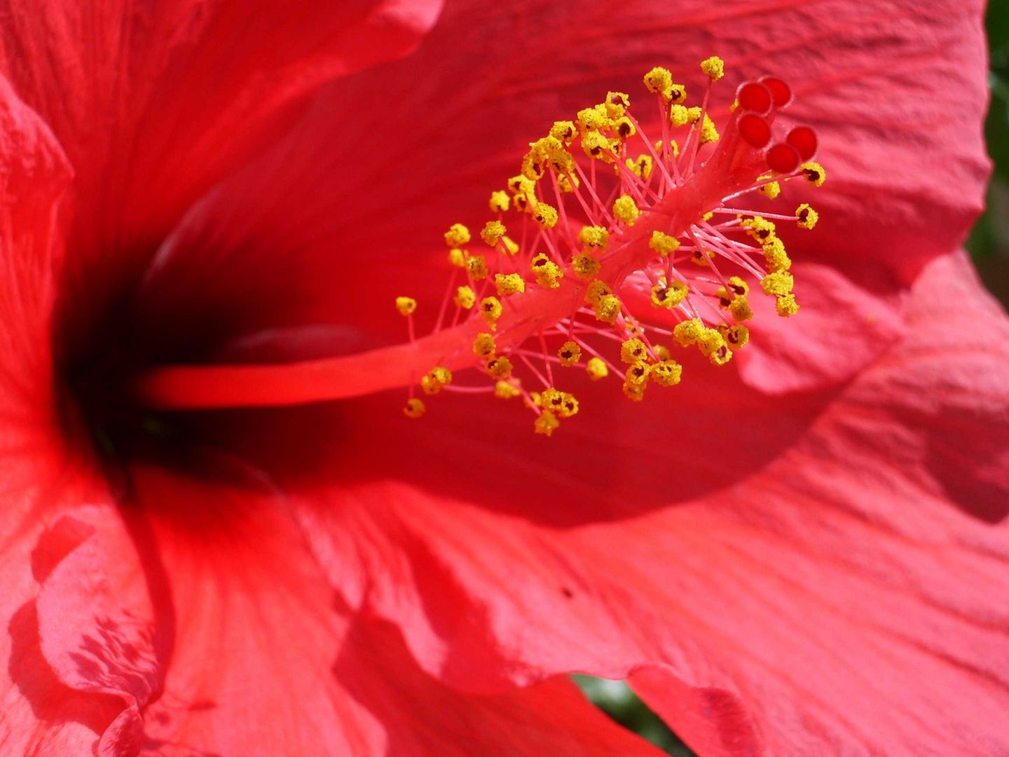 Hibiskus Blüte