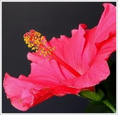 Hibiskus-Blüte