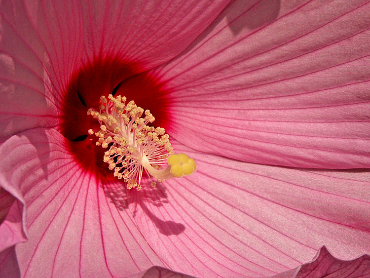 Hibiskus Blüte