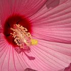 Hibiskus Blüte