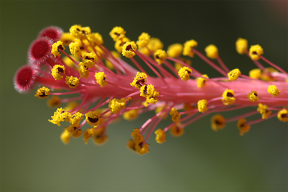 Hibiskus Blüte