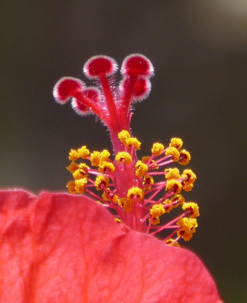 Hibiskus-Blüte