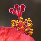 Hibiskus-Blüte