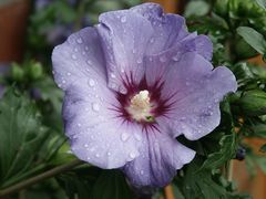 Hibiskus-Blüte