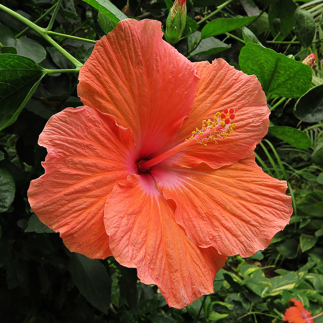 Hibiskus-Blüte