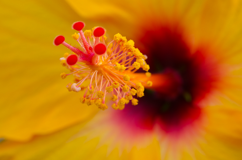 Hibiskus-Blüte