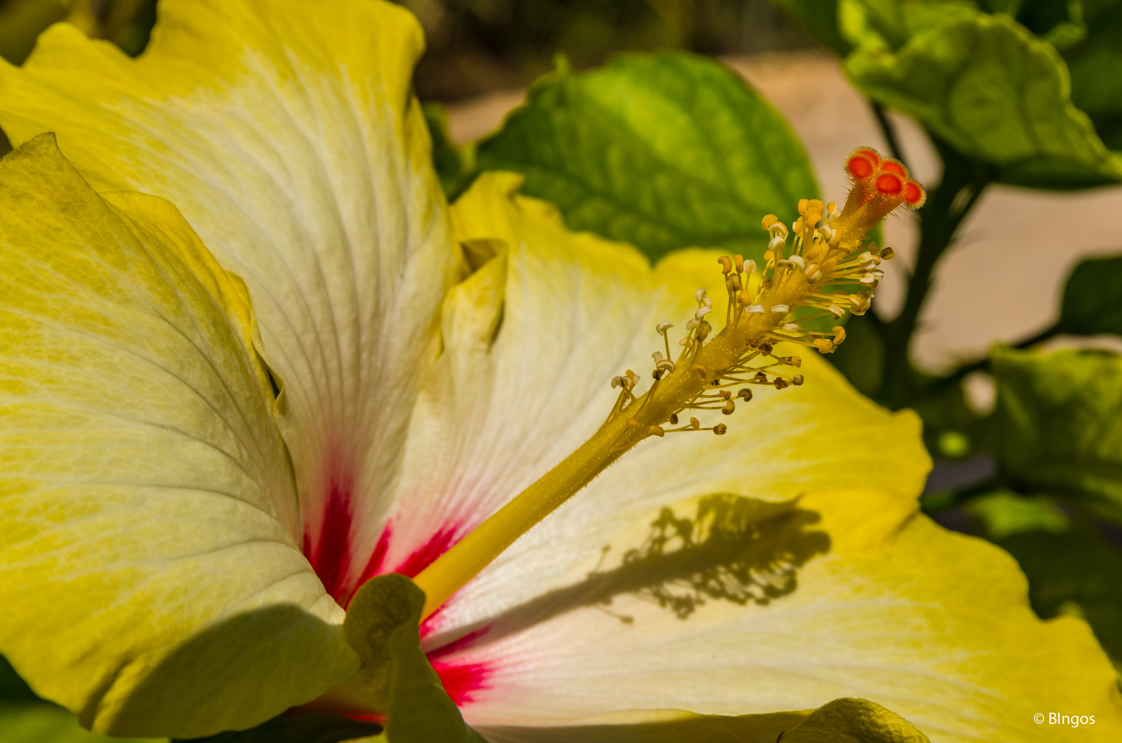 Hibiskus Blüte