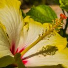 Hibiskus Blüte