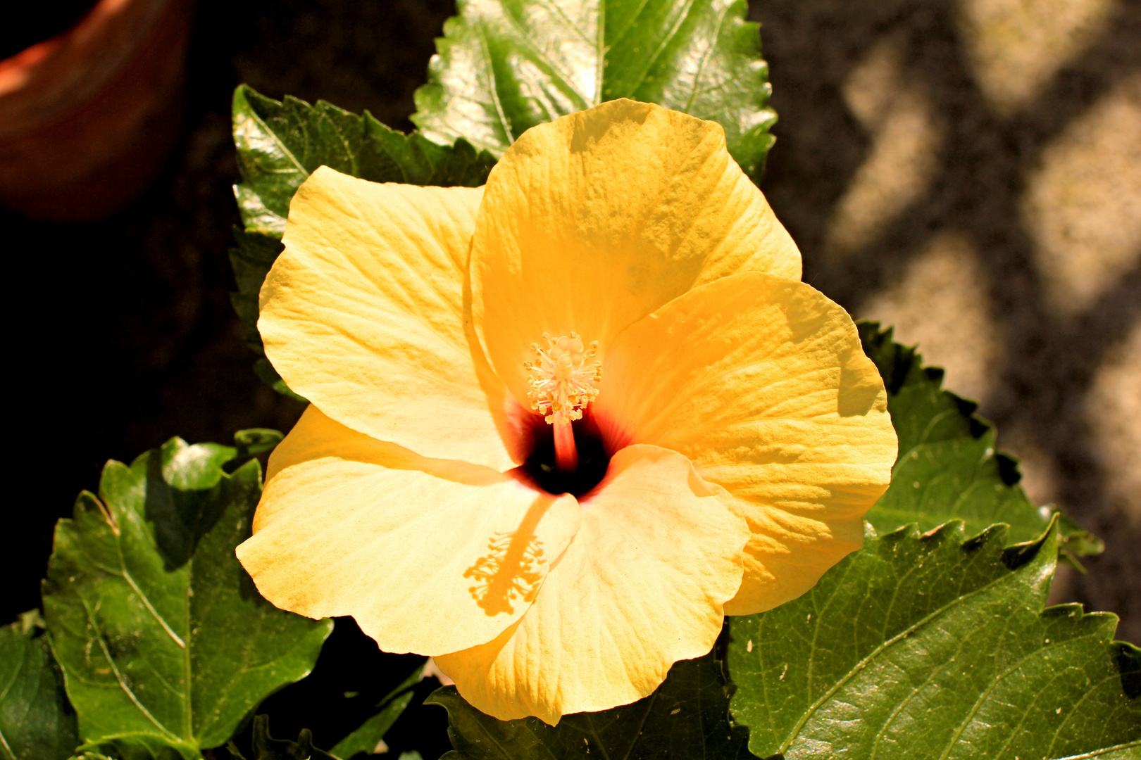 Hibiskus Blüte